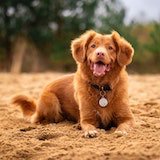 Dog resting on the floor