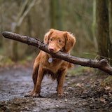 Dog carrying a twig